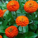 Zinnia Lilliput Zinnia Orange Flower 2000 Seeds Fresh Seeds