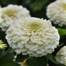 Zinnia White Zinnias Flower 2000 Seeds Fresh Seeds
