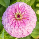 Zinnia Zinnia Elegans Luminosa Flower 2000 Seeds Fresh Seeds