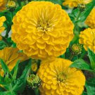 Zinnia Canary Bird Zinnia Flower 1000 Seeds Fresh Seeds
