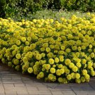 Zinnia Yellow Lilliput Flower 1000 Seeds Fresh Seeds