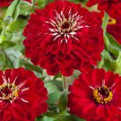 Zinnia Zinnia Elegans Meteor Flower 1000 Seeds Fresh Seeds