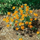 Zinnia Star Orange Flower Plant 250 Seeds Fresh Seeds