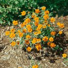 Zinnia Star Orange Flower Plant 500 Seeds Fresh Seeds