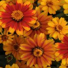 Zinnia Sunburst Flower Products 12 18 Plants 50 Seeds Fresh Seeds