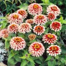 Zinnia Swizzle Cherry Ivory Flower 15 Seeds Fresh Seeds
