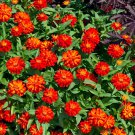 Zinnia Zahara Double Fire Flower 100 Seeds Fresh Seeds