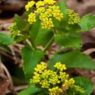 Zizia Aurea Zizia Golden Alexander Flower 1000 Seeds Fresh Seeds