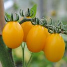 New Fresh 50 Seeds Yellow Pear Tomato Juicy Vegetable Garden