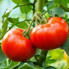 New Fresh 50 Seeds Tennessee Tomato Juicy Vegetable Garden