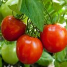 New Fresh 50 Seeds Sweet Baby Tomato Juicy Vegetable Garden