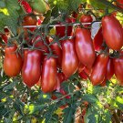 New Fresh 50 Seeds Super San Marzano Tomato Vegetable Garden