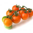 New Fresh 50 Seeds Sun Gold Tomato Vegetable Garden