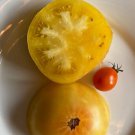 New Fresh 50 Seeds Summertime Gold Tomato Vegetable Garden