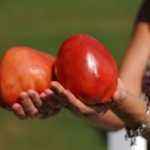 New Fresh 50 Seeds Siberian Pink Tomato Juicy Vegetable Garden