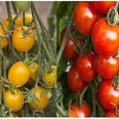 New Fresh 50 Seeds Red Yellow Mixed Tomato Juicy Vegetable Garden