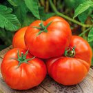 New Fresh 50 Seeds Red Rose Tomato Juicy Vegetable Garden