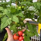 New Fresh 50 Seeds Raspberry Beret Tomato Vegetable Garden