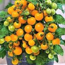 New Fresh 50 Seeds Pinocchio Orange Tomato Juicy Vegetable Garden