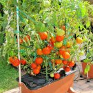 New Fresh 50 Seeds Patio Tomato Juicy Vegetable Garden