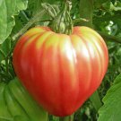 New Fresh 50 Seeds Oxheart Tomato Vegetable Garden