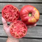 New Fresh 50 Seeds Mortgage Lifter Tomato Vegetable Garden
