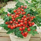 New Fresh 50 Seeds Mohamed Micro Dwarf Tomato Juicy Vegetable Garden