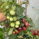 New Fresh 50 Seeds Mocha Cherry Tomato Vegetable Garden