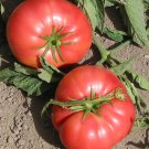 New Fresh 50 Seeds Mariannas Peace Tomato Vegetable Garden