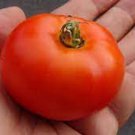 New Fresh 50 Seeds Heinz 1439 Tomato Juicy Vegetable Garden