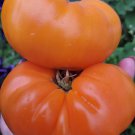 New Fresh 50 Seeds Harless Creek Gold Tomato Juicy Vegetable Garden