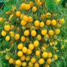 New Fresh 50 Seeds Goldie Tomato Juicy Vegetable Garden