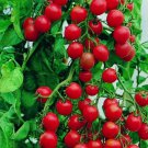 New Fresh 50 Seeds Gardeners Delight Tomato Juicy Vegetable Garden