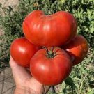 New Fresh 50 Seeds Garden Treasure Tomato Juicy Vegetable Garden