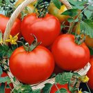 New Fresh 50 Seeds Floradade Tomato Juicy Vegetable Garden