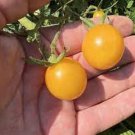 New Fresh 50 Seeds Egg Yolk Tomato Juicy Vegetable Garden