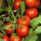 New Fresh 50 Seeds Early Doll Tomato Juicy Vegetable Garden