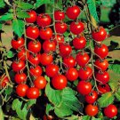 New Fresh 50 Seeds Early Cherry Tomato Juicy Vegetable Garden