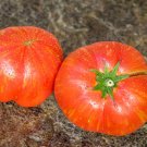 New Fresh 50 Seeds Dwarf Firebird Pink Tomato Juicy Vegetable Garden