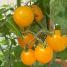 New Fresh 50 Seeds Dwarf Eagle Smiley Tomato Juicy Vegetable Garden