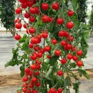 New Fresh 50 Seeds Crokini Tomato Juicy Vegetable Garden