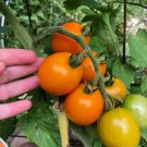 New Fresh 50 Seeds Clementine Tomato Juicy Vegetable Garden