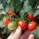 New Fresh 50 Seeds Chiquita Tomato Juicy Vegetable Garden