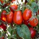 New Fresh 50 Seeds Cherry Roma Tomato Juicy Vegetable Garden