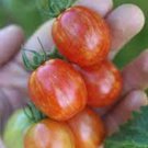 New Fresh 50 Seeds Cherry Ember Tomato Juicy Vegetable Garden