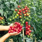 New Fresh 50 Seeds Cherry Blossom Tomato Juicy Vegetable Garden