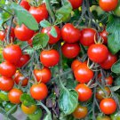 New Fresh 50 Seeds Cherry Baby Tomato Juicy Vegetable Garden