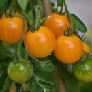 New Fresh 50 Seeds Chello Tomato Juicy Vegetable Garden