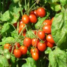 New Fresh 50 Seeds Bhn 785 Tomato Juicy Vegetable Garden