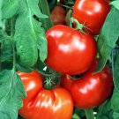New Fresh 50 Seeds Beauty Tomato Juicy Vegetable Garden